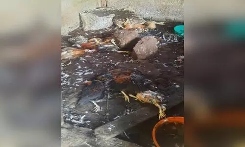 മയിലാടുംമുകളിൽ തെരുവുനായ് ശല്യം