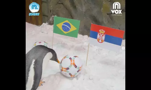 ടോബിയുടെ പ്രവചനം തെറ്റിച്ച്​ ബ്രസീൽ