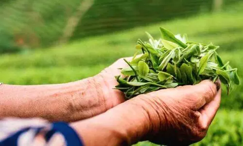 കാർബൺ റിമൂവൽ ഫണ്ട് കർഷകർക്ക് നേരിട്ട് ലഭിക്കുന്നതിന് നയരൂപീകരണം നടത്തണമെന്ന് സഹദേവൻ