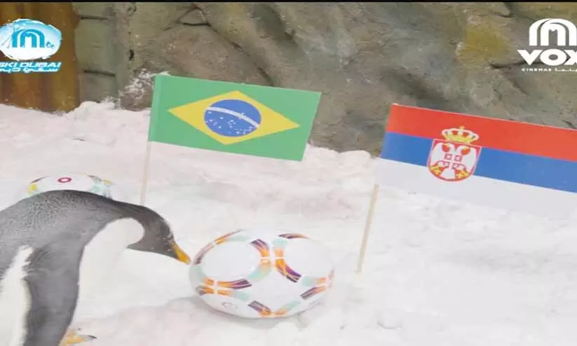 ടോബിയുടെ പ്രവചനം തെറ്റിച്ച്​ ബ്രസീൽ