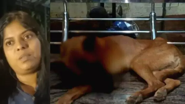 പാലക്കാട് വളർത്തുനായുടെ കണ്ണ് ചൂഴ്ന്നെടുത്ത് ക്രൂരത പാലക്കാട് വളർത്തുനായുടെ കണ്ണ് ചൂഴ്ന്നെടുത്ത് ക്രൂരത