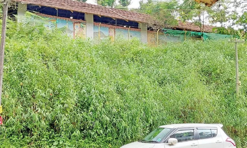 വിഷപ്പാമ്പുകളുടെ കേന്ദ്രമായി എട്ടേനാൽ ടൗൺ