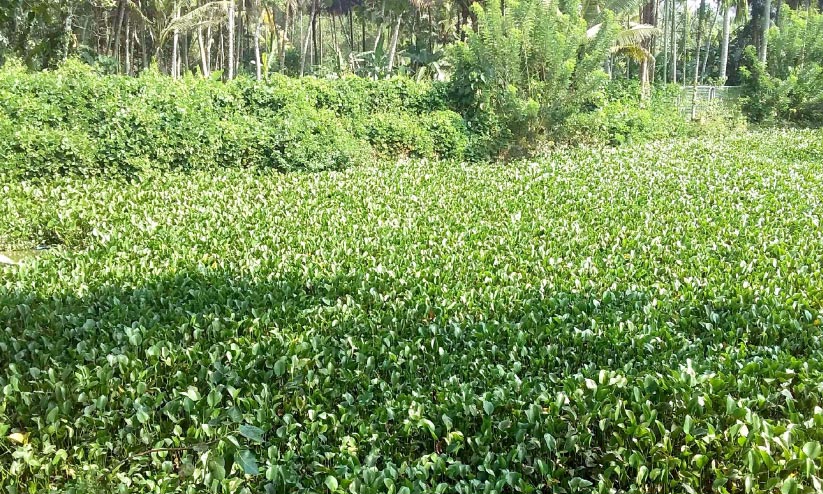 ആറാട്ടുകുളം നവീകരണം ഫലംകണ്ടില്ല ആറാട്ടുകുളം നവീകരണം ഫലംകണ്ടില്ല