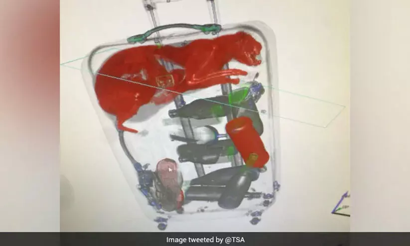 സുരക്ഷാ ഉദ്യോഗസ്ഥരെ പറ്റിച്ച് വിമാനം കയറാൻ ബാഗിൽ കടന്നുകൂടി; ബാഗേജ് സ്കാനിങ്ങിനിടെ പ്രതിയെ പിടികൂടി ഉദ്യോഗസ്ഥർ