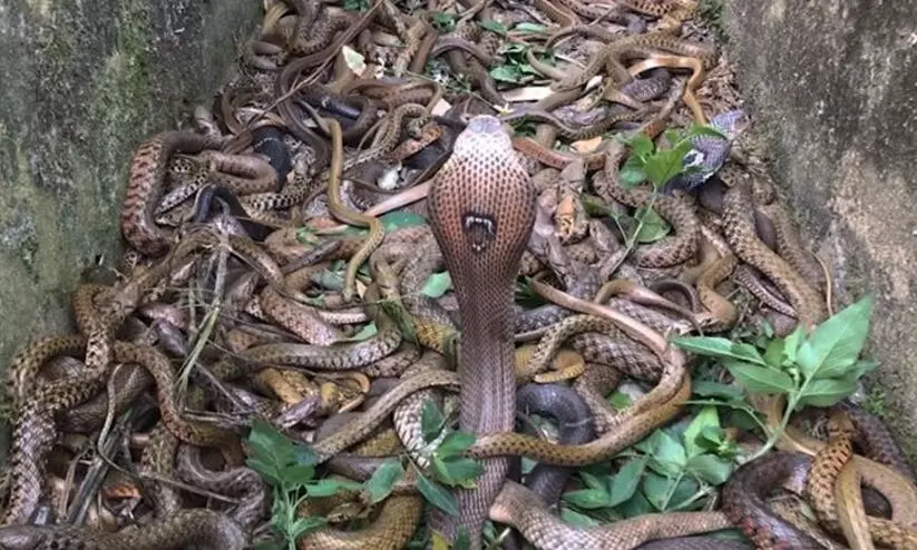 നാഗപൂജക്കിടെ പാമ്പിന് നേർക്ക് നാവ് നീട്ടി; അണലി കടിച്ച കർഷകന്റെ നാവ് മുറിച്ചുനീക്കി