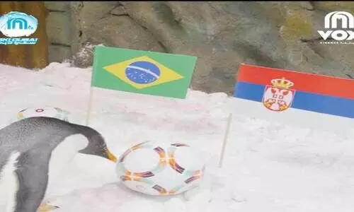 ടോബിയുടെ പ്രവചനം തെറ്റിച്ച്​ ബ്രസീൽ