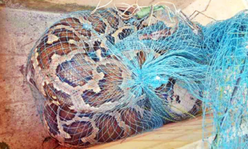 തൊഴിലുറപ്പ് ജോലിക്കിടെ പെരുമ്പാമ്പുകളെ പിടികൂടി