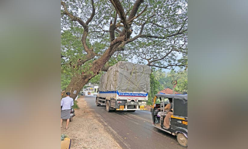 ചരിഞ്ഞ തണൽമരം ഭീഷണിയാകുന്നു