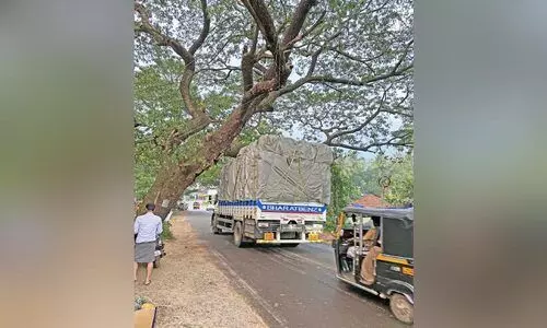 ചരിഞ്ഞ തണൽമരം ഭീഷണിയാകുന്നു