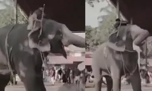 നവദമ്പതികളുടെ ഫോട്ടോഷൂട്ടിനിടെ ആന ഇടഞ്ഞു