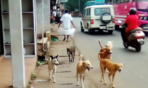 നീലേശ്വരം നഗരത്തിൽ തെരുവ് നായ്ക്കളുടെ വിളയാട്ടം