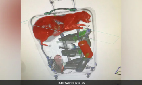 സുരക്ഷാ ഉദ്യോഗസ്ഥരെ പറ്റിച്ച് വിമാനം കയറാൻ ബാഗിൽ കടന്നുകൂടി; ബാഗേജ് സ്കാനിങ്ങിനിടെ പ്രതിയെ പിടികൂടി ഉദ്യോഗസ്ഥർ