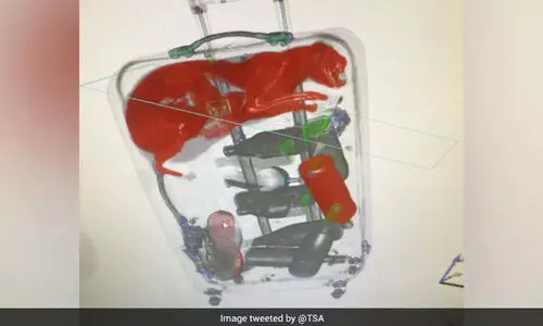 സുരക്ഷാ ഉദ്യോഗസ്ഥരെ പറ്റിച്ച് വിമാനം കയറാൻ ബാഗിൽ കടന്നുകൂടി; ബാഗേജ് സ്കാനിങ്ങിനിടെ പ്രതിയെ പിടികൂടി ഉദ്യോഗസ്ഥർ