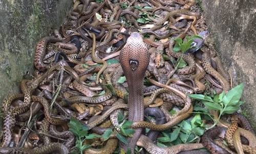 നാഗപൂജക്കിടെ പാമ്പിന് നേർക്ക് നാവ് നീട്ടി; അണലി കടിച്ച കർഷകന്റെ നാവ് മുറിച്ചുനീക്കി