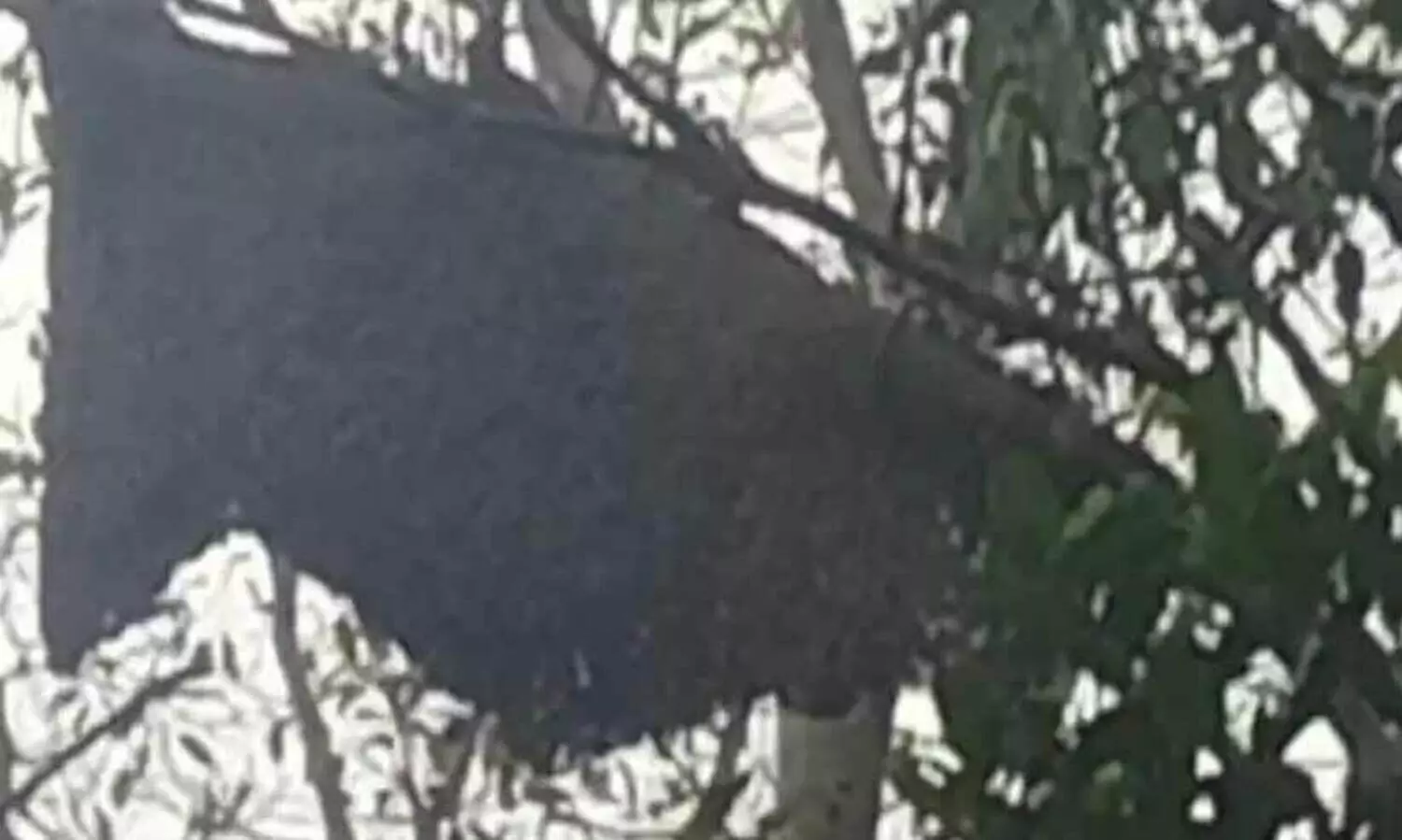 കോഴിക്കോട് കാട്ടുതേനീച്ചയുടെ ആക്രമണം; ഒമ്പത് പേര്‍ക്ക് പരിക്ക്