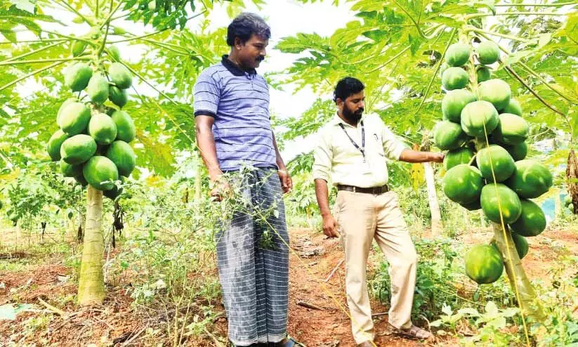Riju with a success story in papaya farming Riju with a success story in papaya farming