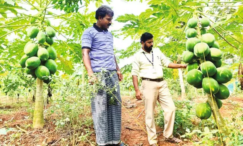 Riju with a success story in papaya farming