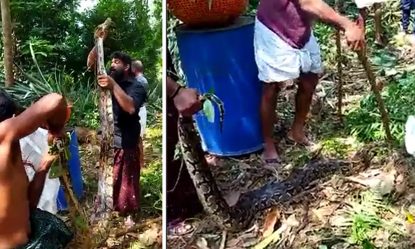 കൃഷിയിടത്തിൽനിന്ന്​ പിടികൂടിയത് മൂന്ന്​ പെരുമ്പാമ്പുകളെ