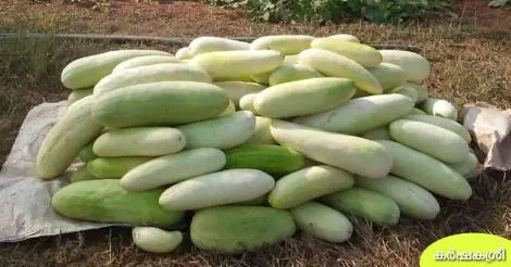 കൃഷിക്ക് ഒപ്പം കളമശ്ശേരി: പൊട്ടുവെള്ളരി കൃഷി തുടങ്ങി