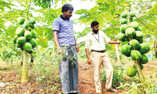 Riju with a success story in papaya farming