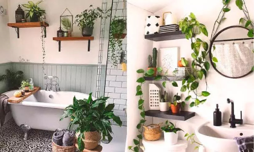 bathroom plant bathroom plant