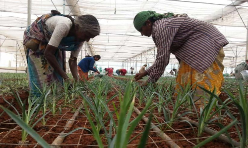 employment oppurtunity