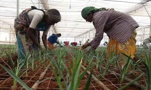 employment oppurtunity