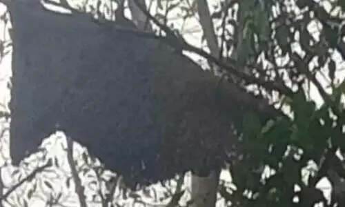 കോഴിക്കോട് കാട്ടുതേനീച്ചയുടെ ആക്രമണം; ഒമ്പത് പേര്‍ക്ക് പരിക്ക്