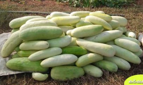 കൃഷിക്ക് ഒപ്പം കളമശ്ശേരി: പൊട്ടുവെള്ളരി കൃഷി തുടങ്ങി