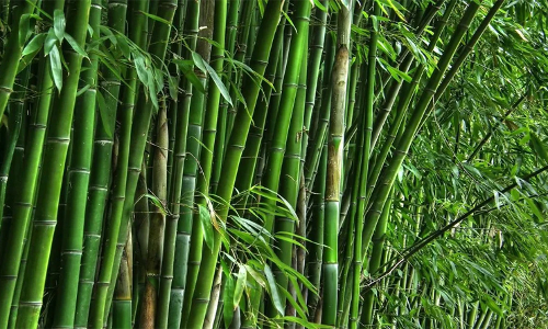 മുളയുടെ സാധ്യതകൾ ഉപയോഗപ്പെടുത്തുന്നതിന് പ്രത്യേക കർമ പദ്ധതി തയാറാക്കുമെന്ന് പി. രാജീവ്‌