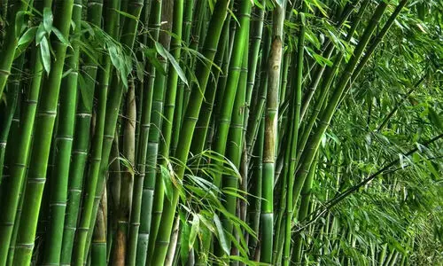 മുളയുടെ സാധ്യതകൾ ഉപയോഗപ്പെടുത്തുന്നതിന് പ്രത്യേക കർമ പദ്ധതി തയാറാക്കുമെന്ന് പി. രാജീവ്‌