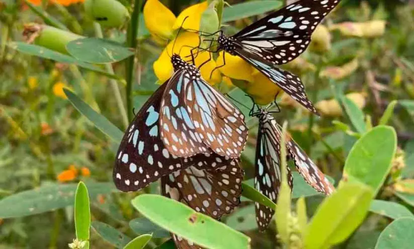 വിദ്യാലയ മുറ്റത്ത് വർണക്കാഴ്ചയൊരുക്കി ശലഭോദ്യാനം വിദ്യാലയ മുറ്റത്ത് വർണക്കാഴ്ചയൊരുക്കി ശലഭോദ്യാനം