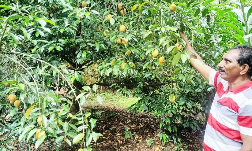 ജാതി കർഷകർക്കിത് നല്ലകാലം; ജാതിക്കായ്ക്കും ജാതിപത്രിക്കും റെക്കോഡ് വില ജാതി കർഷകർക്കിത് നല്ലകാലം; ജാതിക്കായ്ക്കും ജാതിപത്രിക്കും റെക്കോഡ് വില