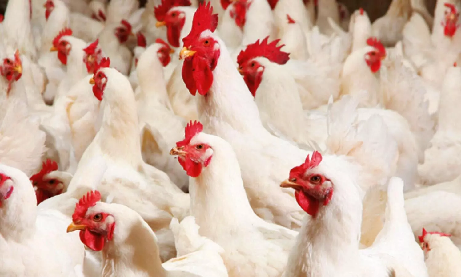 chicken prices hike