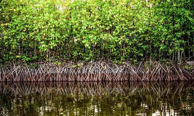 പ്രകൃതിയുടെ വരദാനമായി ദേവികുളങ്ങര