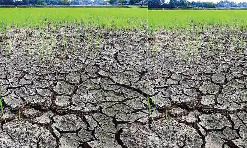 Rice cultivation Rice cultivation