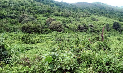 ആറളം പുനരധിവാസ മേഖല; താമസക്കാരെത്താത്ത ഭൂമി തിരിച്ചുപിടിക്കും