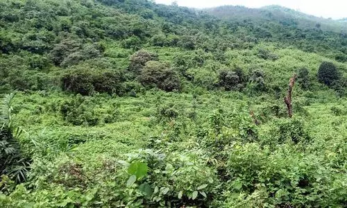 ആറളം പുനരധിവാസ മേഖല; താമസക്കാരെത്താത്ത ഭൂമി തിരിച്ചുപിടിക്കും