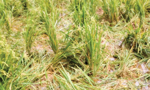 കൃ​ഷി​യി​ട​ത്തി​ൽ കാ​ട്ടു​പ​ന്നി​ വി​ള​യാ​ട്ടം