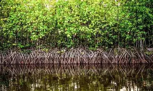 പ്രകൃതിയുടെ വരദാനമായി ദേവികുളങ്ങര