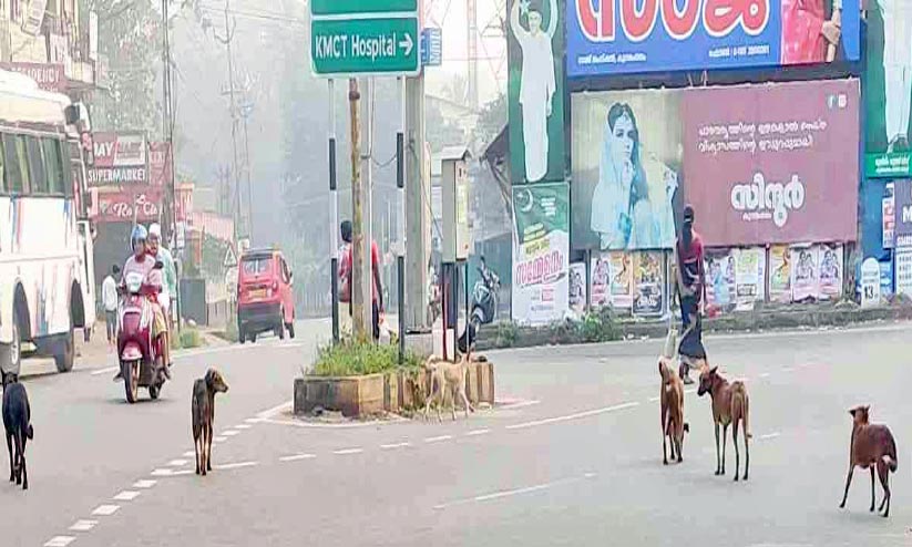 കുന്ദമംഗലത്ത് തെരുവുനായ്ക്കളുടെ ശല്യം വീണ്ടും രൂക്ഷം കുന്ദമംഗലത്ത് തെരുവുനായ്ക്കളുടെ ശല്യം വീണ്ടും രൂക്ഷം