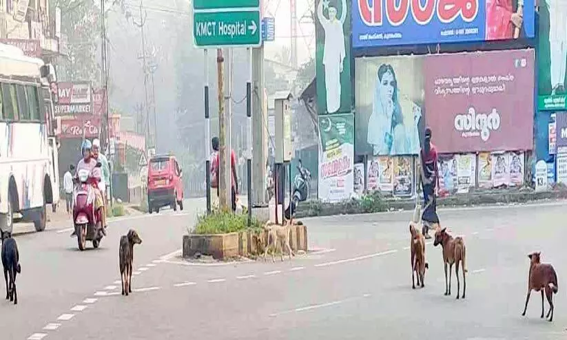 കുന്ദമംഗലത്ത് തെരുവുനായ്ക്കളുടെ ശല്യം വീണ്ടും രൂക്ഷം കുന്ദമംഗലത്ത് തെരുവുനായ്ക്കളുടെ ശല്യം വീണ്ടും രൂക്ഷം