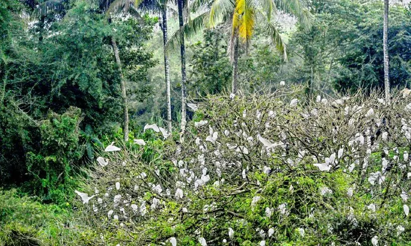 സംരക്ഷണ പാതയില് പനമരം കൊറ്റില്ലം സംരക്ഷണ പാതയില് പനമരം കൊറ്റില്ലം