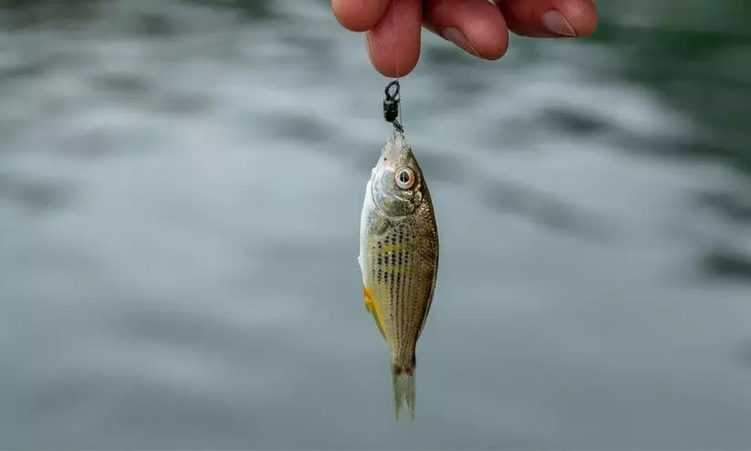 catching small fish