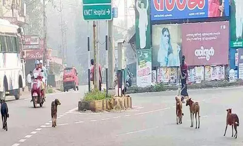 കുന്ദമംഗലത്ത് തെരുവുനായ്ക്കളുടെ ശല്യം വീണ്ടും രൂക്ഷം