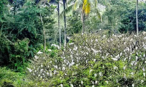 സംരക്ഷണ പാതയില്‍ പനമരം കൊറ്റില്ലം