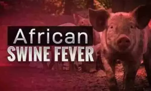 ആഫ്രിക്കന് പന്നിപ്പനി; കര്ഷകര് വൻ കടബാധ്യതയിൽ ആഫ്രിക്കന് പന്നിപ്പനി; കര്ഷകര് വൻ കടബാധ്യതയിൽ