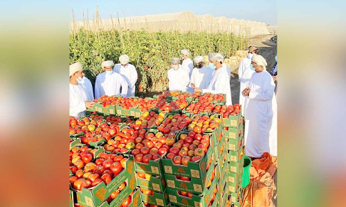 ഗുണനിലവാരം ഉയർന്നു; ഒമാൻ പച്ചക്കറി കയറ്റുമതി വർധിക്കും