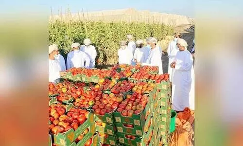 ഗുണനിലവാരം ഉയർന്നു; ഒമാൻ പച്ചക്കറി കയറ്റുമതി വർധിക്കും