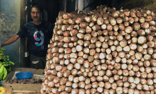 കപ്പടിച്ച് കപ്പ കർഷകർ; വില 40നുമുകളിൽ